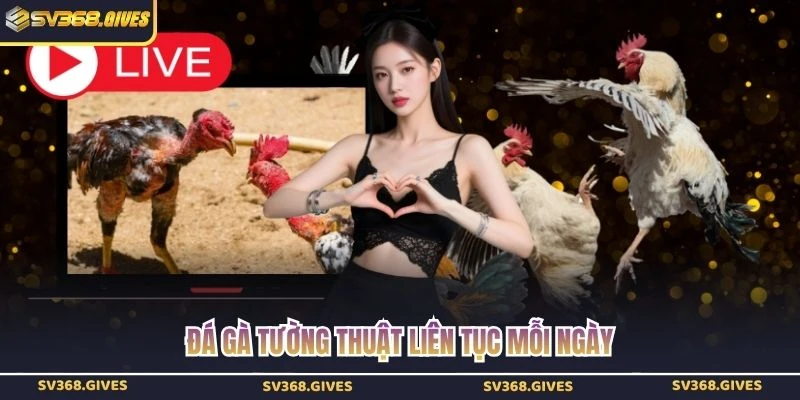 Đá gà tường thuật liên tục mỗi ngày