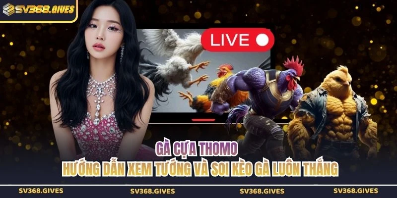 Gà Cựa Thomo - Hướng Dẫn Xem Tướng Và Soi Kèo Gà Luôn Thắng