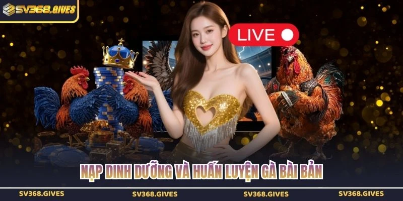 Nạp dinh dưỡng và huấn luyện gà bài bản