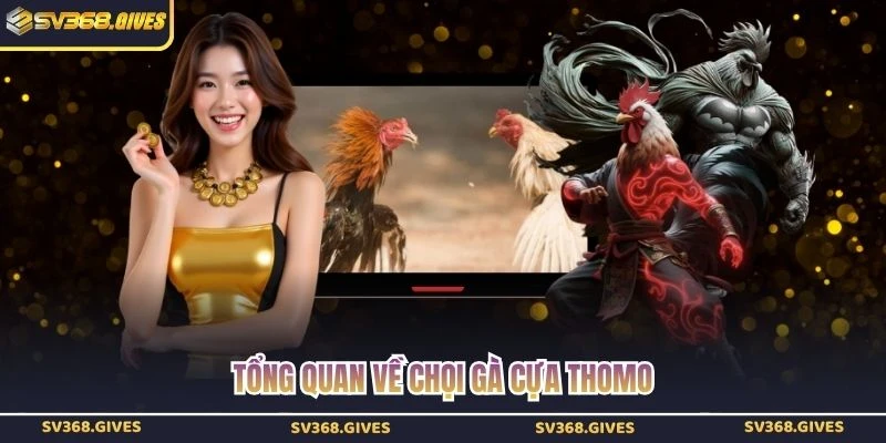 Tổng quan về chọi gà cựa Thomo