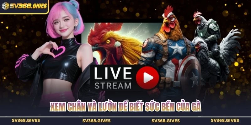Xem chân và lườn để biết sức bền của gà